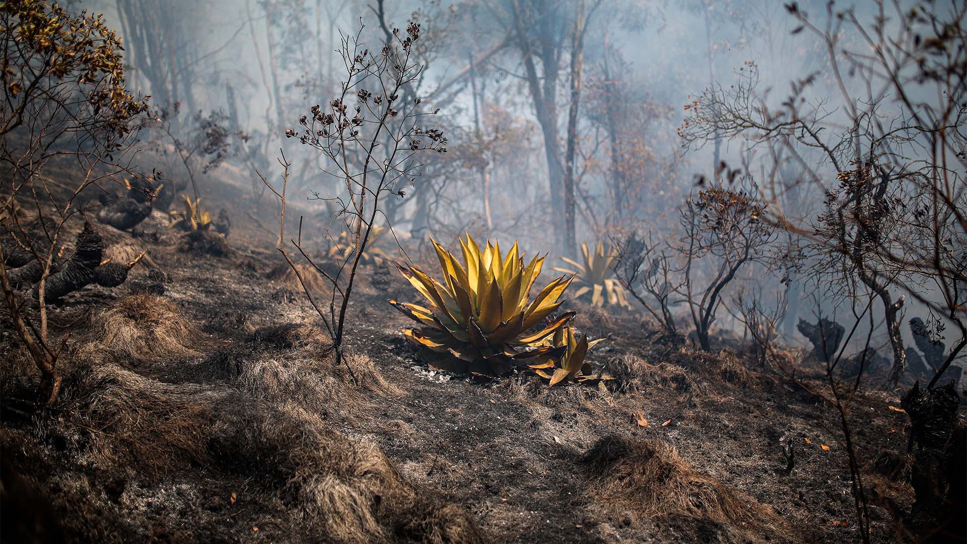 Fotos incendio Sopo - Especiales Semana