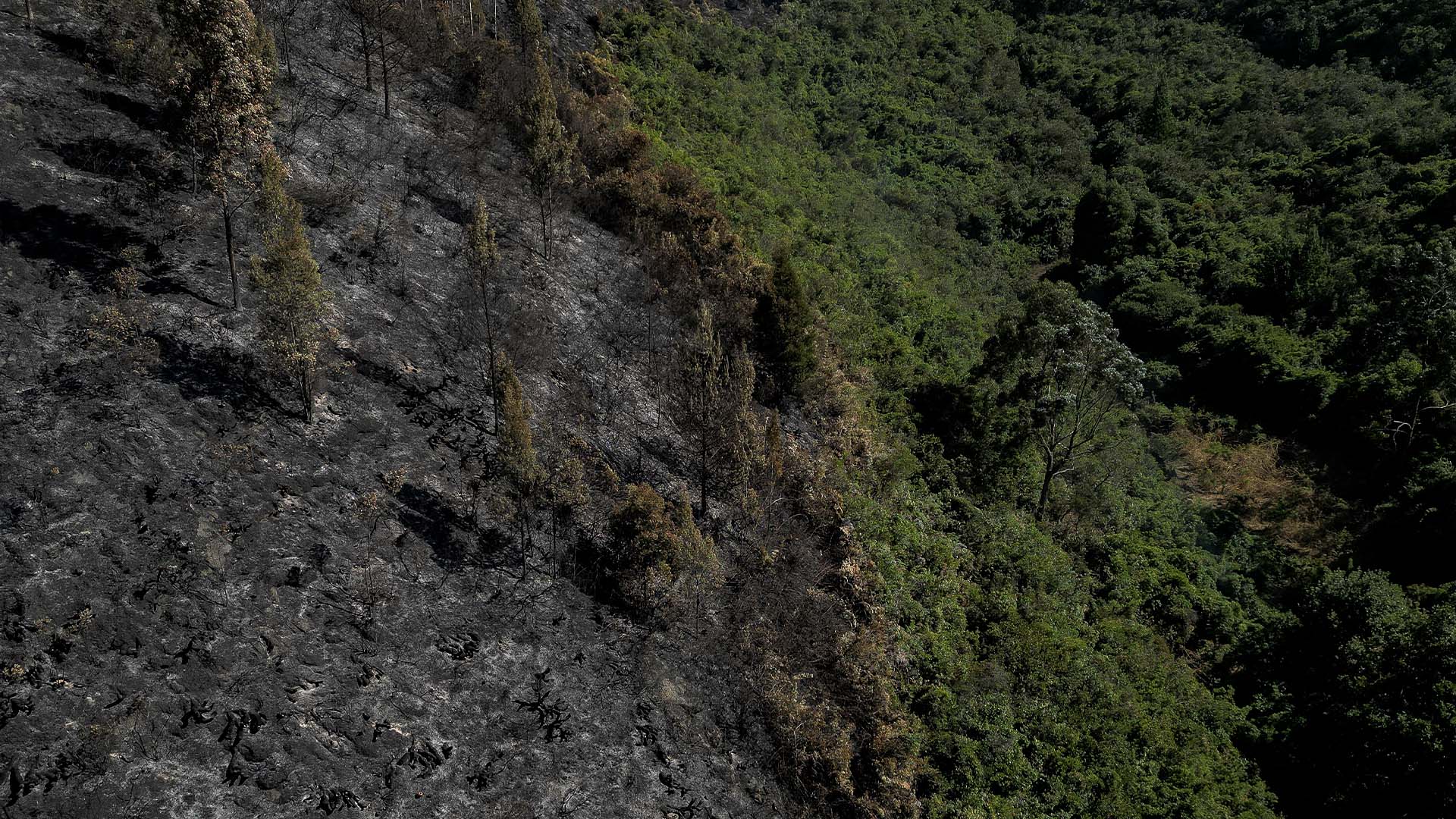 Colombia arde - Especiales Semana