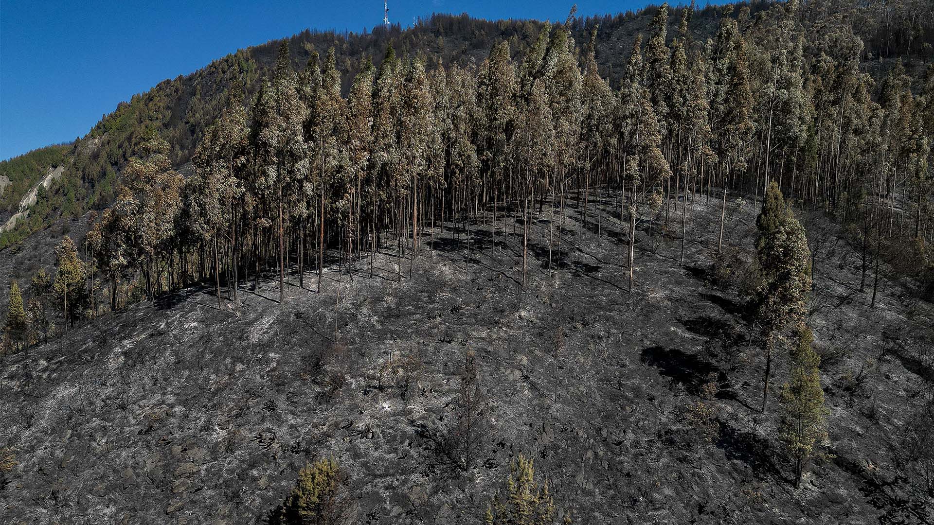 Colombia arde - Especiales Semana