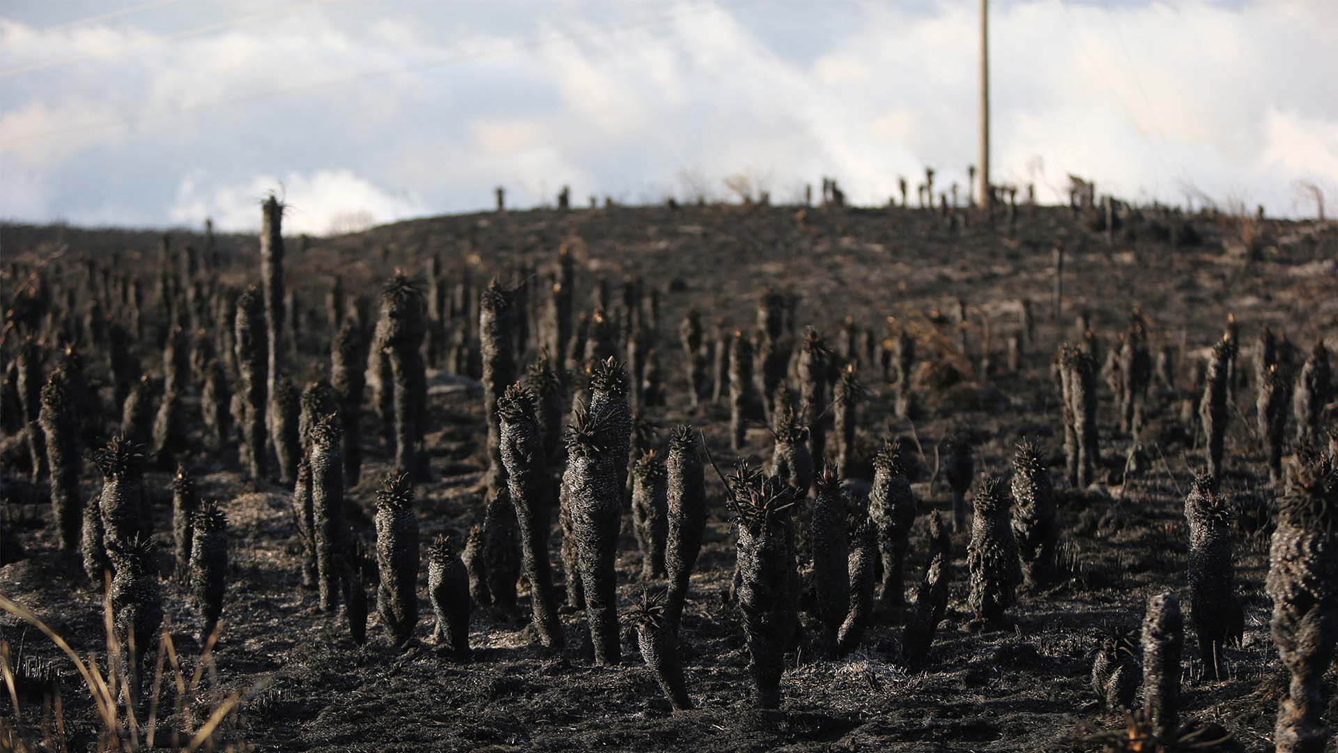 Colombia arde - Especiales Semana