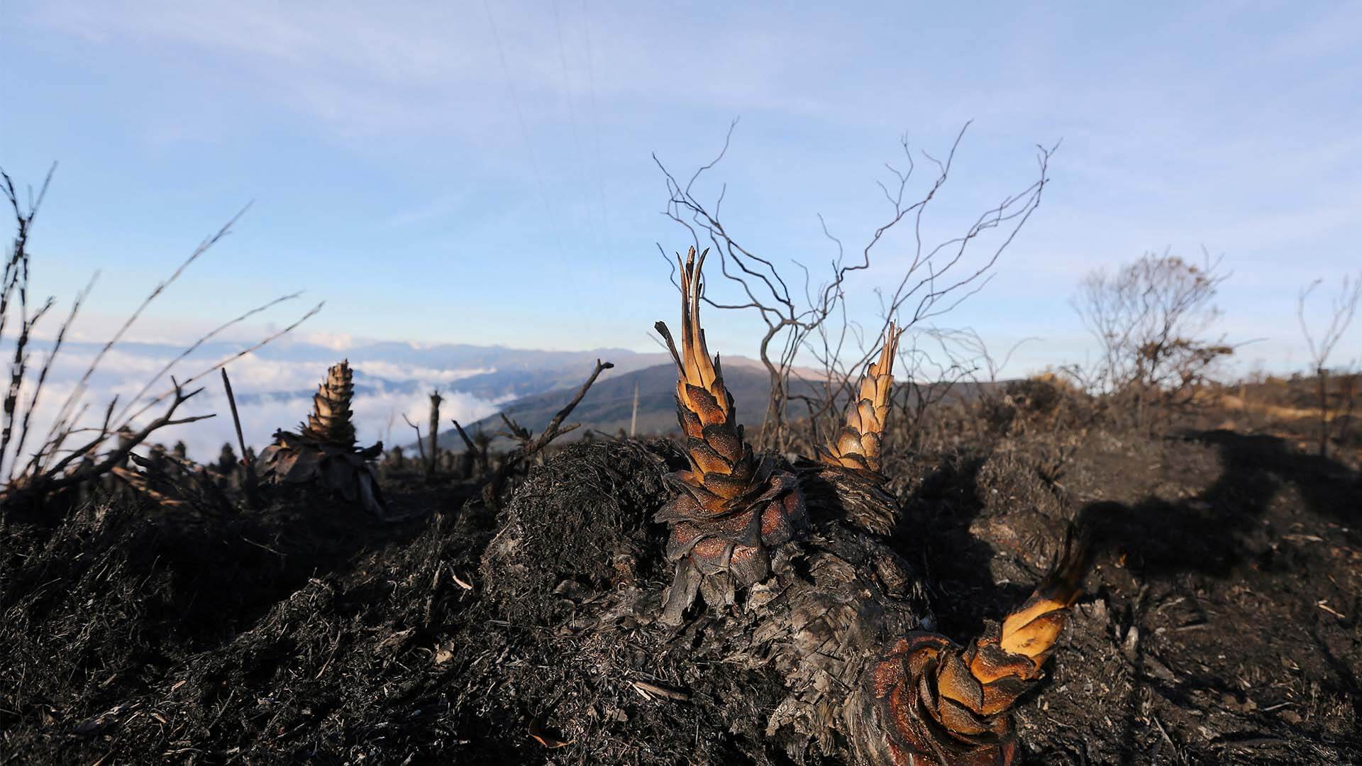 Colombia arde - Especiales Semana