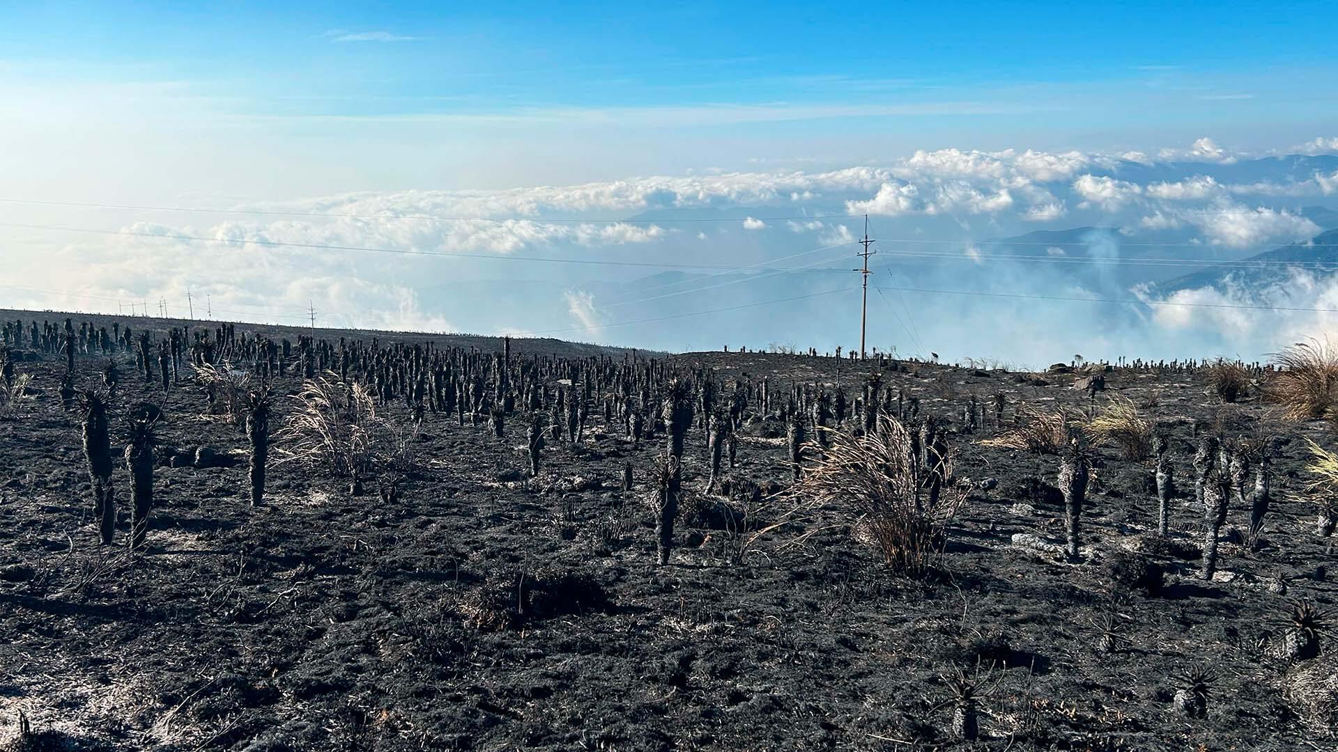 Colombia arde - Especiales Semana