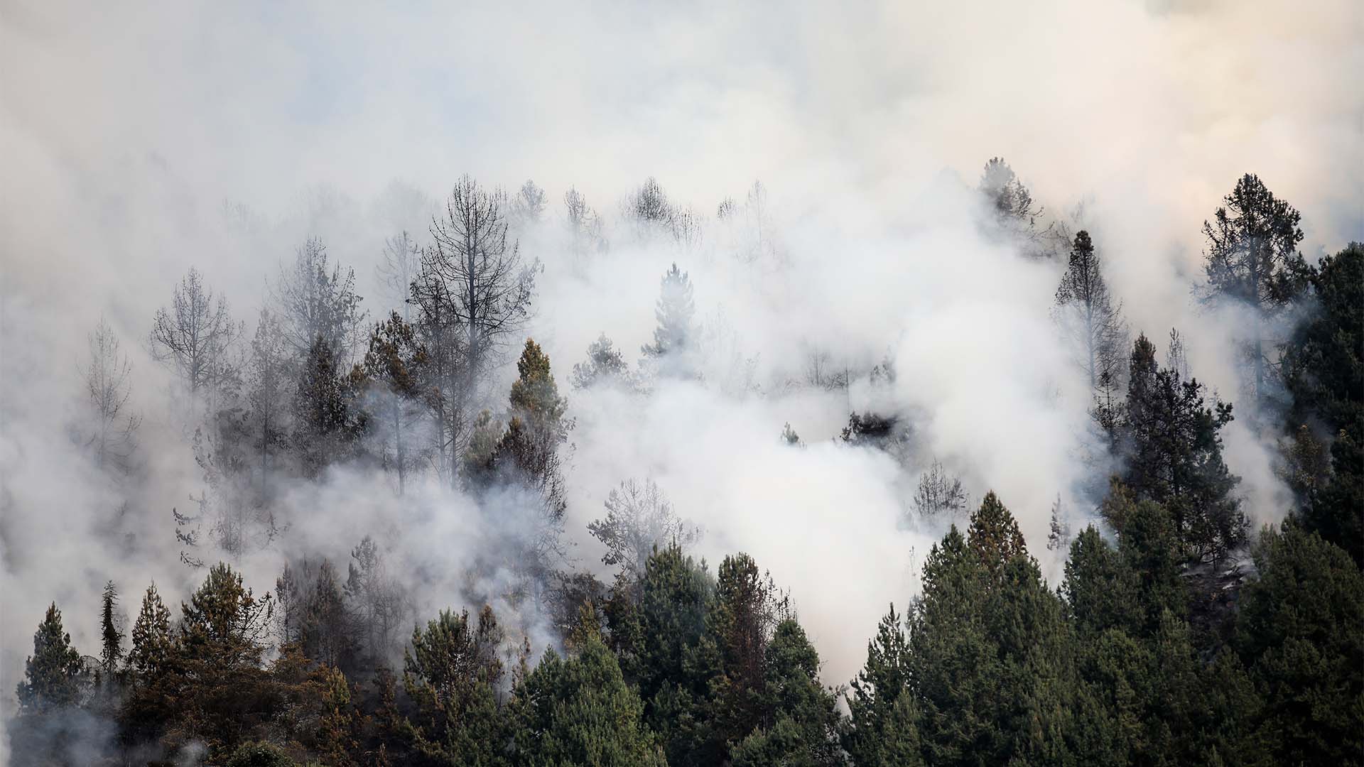 Colombia arde - Especiales Semana