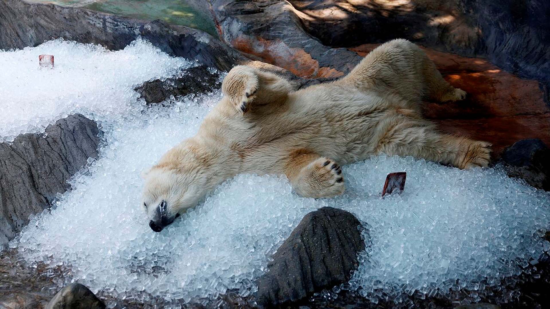 El mundo en imágenes: los hechos más relevantes, acá