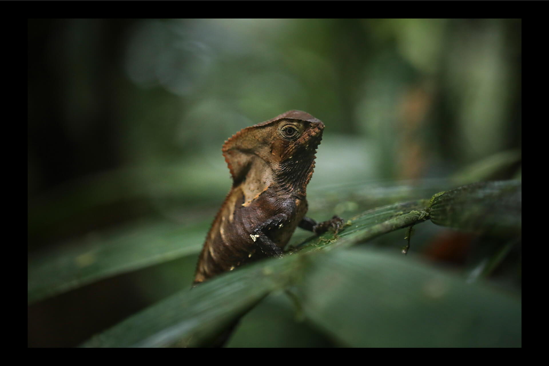 ¿Qué hace única a la selva de Nuquí? Descubra la magia del ecoturismo en este municipio