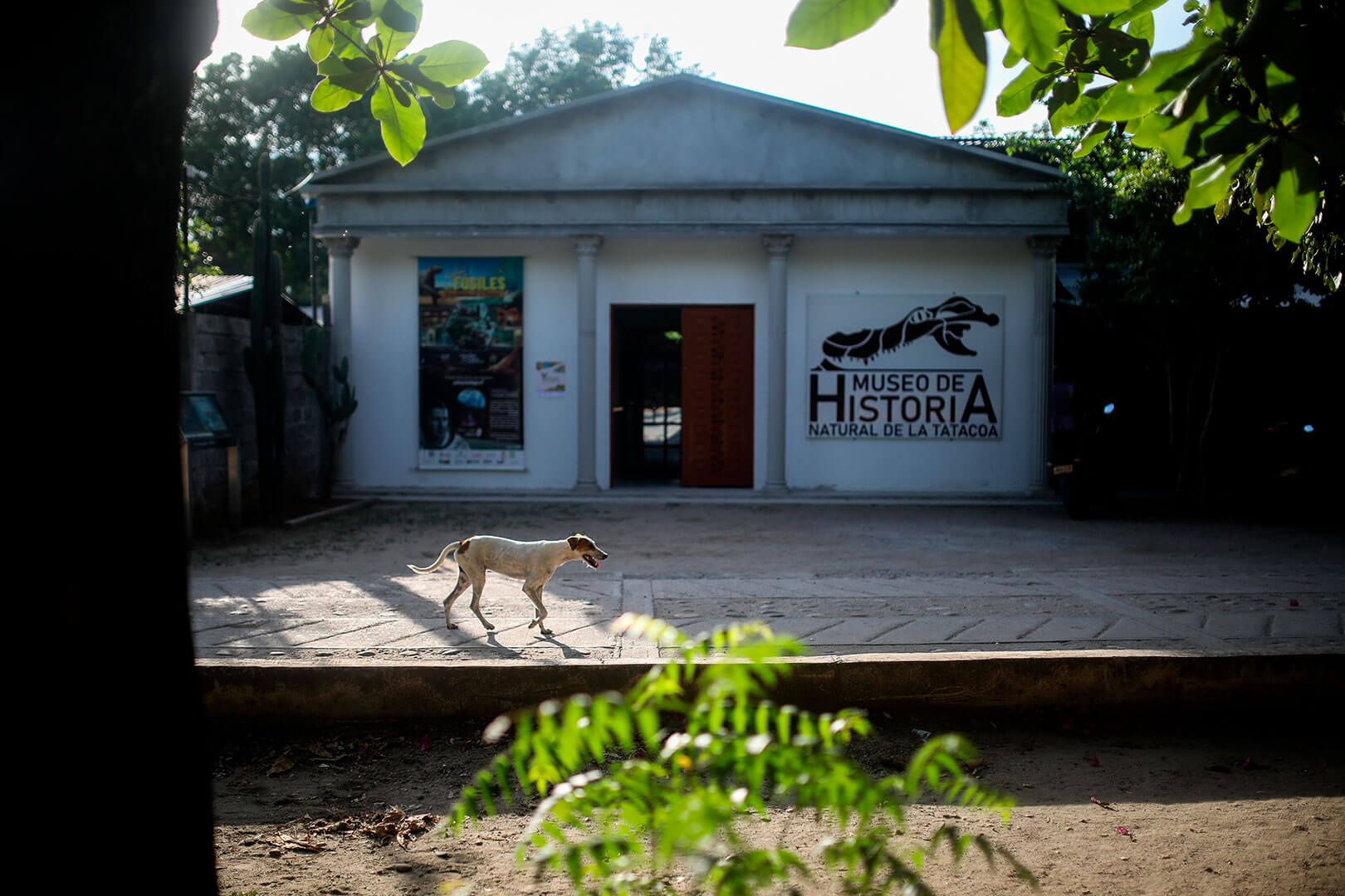 Fósiles fantásticos de Colombia: La importancia de narrar y describir el patrimonio paleontológico.