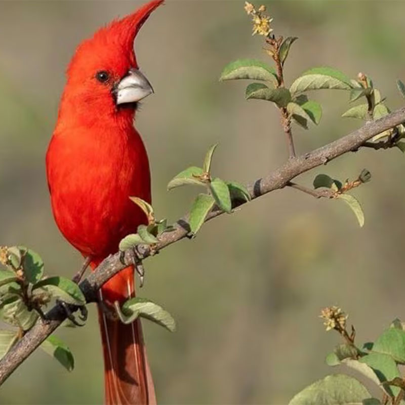 CAR: guardianes silenciosos de la biodiversidad