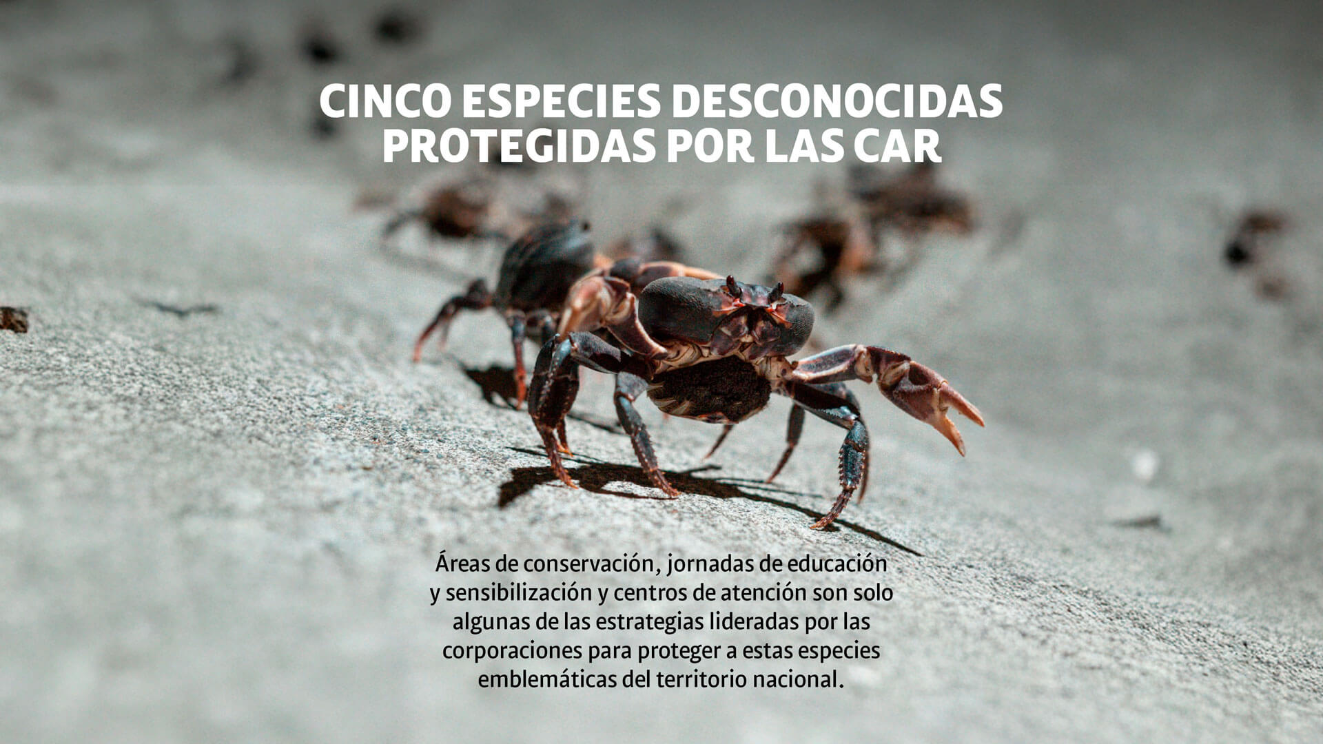 CAR: guardianes silenciosos de la biodiversidad - Especiales Semana