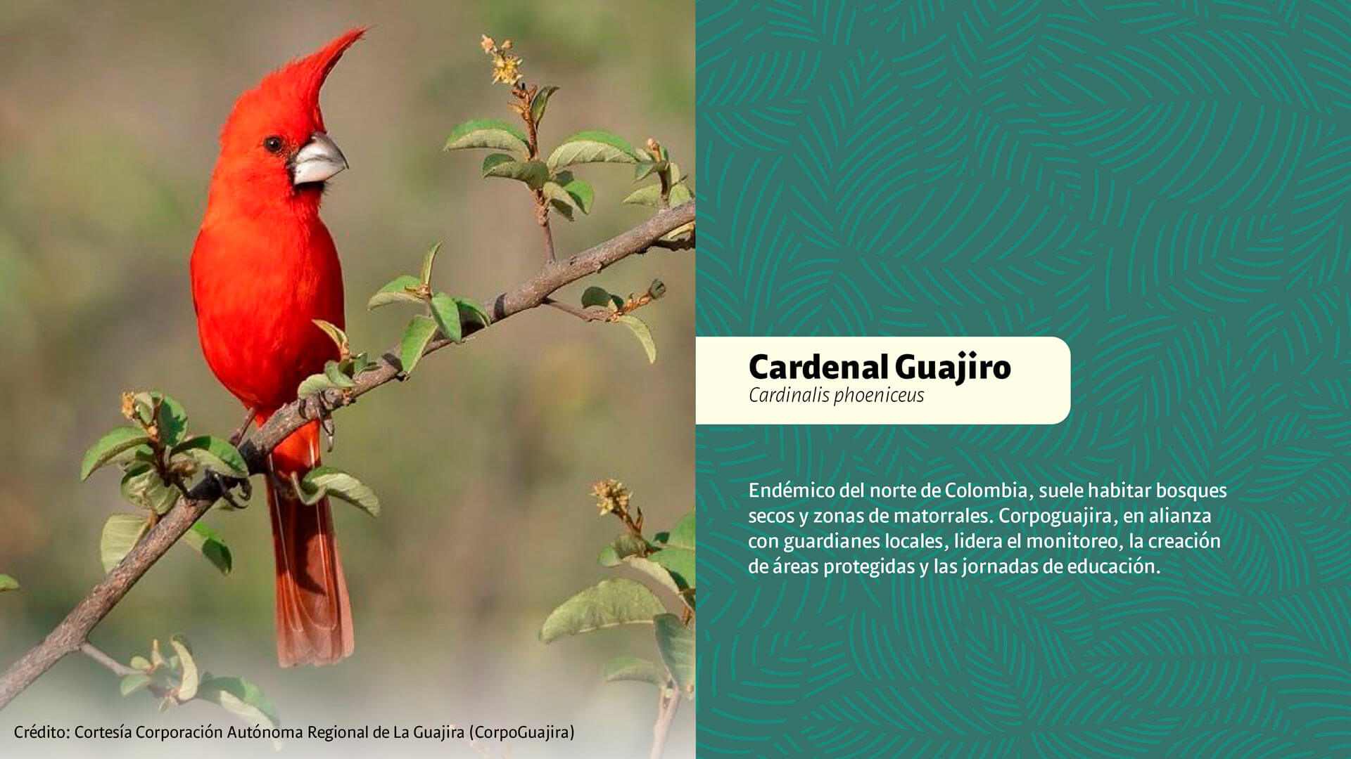 CAR: guardianes silenciosos de la biodiversidad - Especiales Semana
