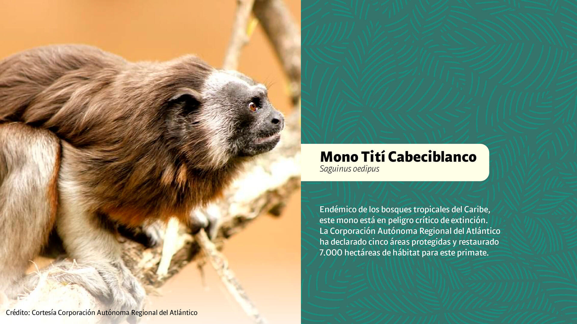CAR: guardianes silenciosos de la biodiversidad - Especiales Semana