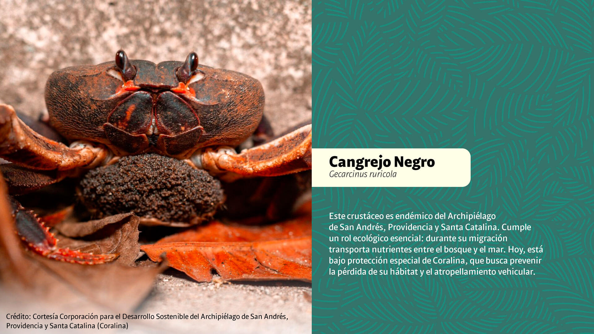 CAR: guardianes silenciosos de la biodiversidad - Especiales Semana