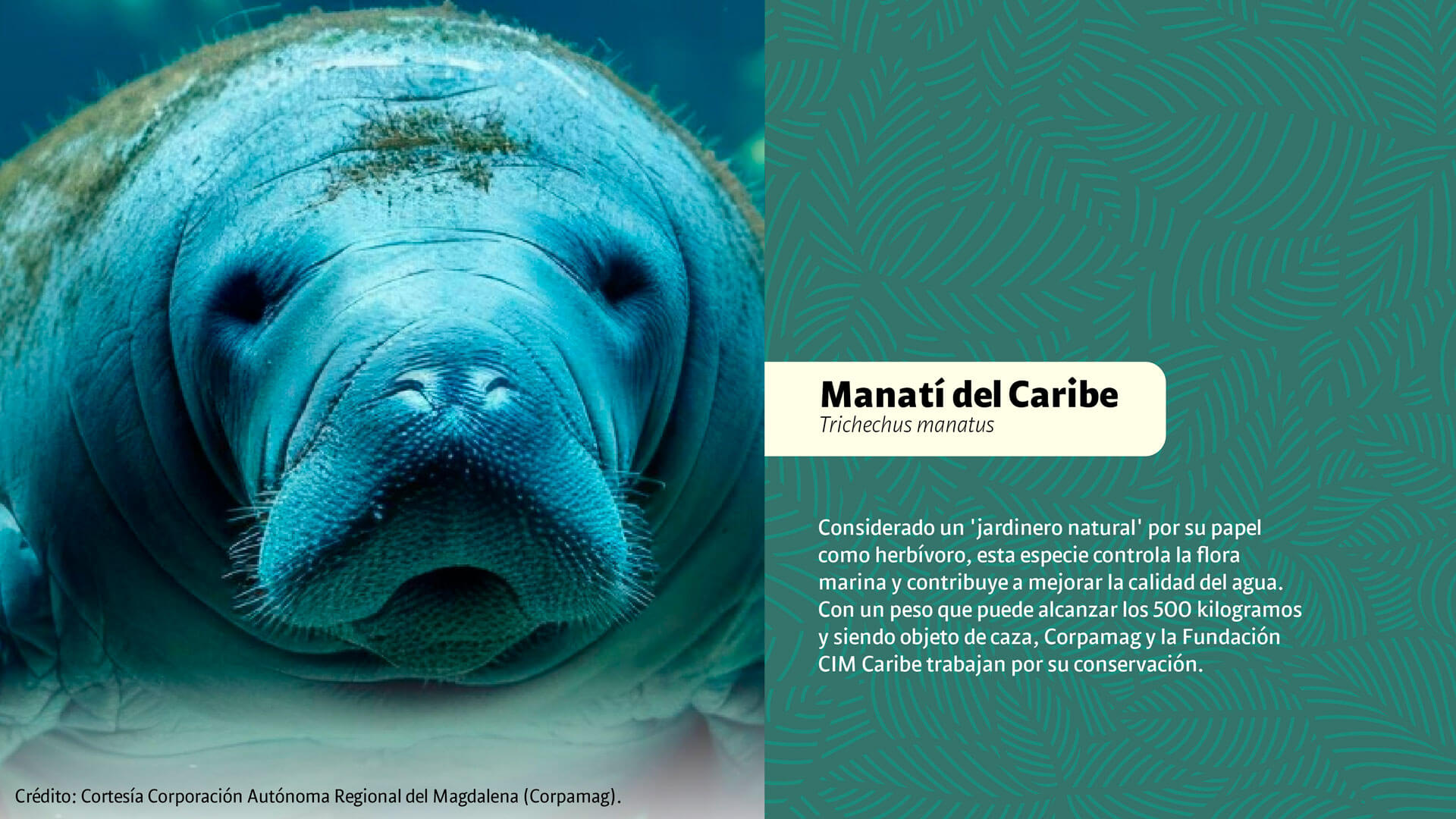 CAR: guardianes silenciosos de la biodiversidad - Especiales Semana