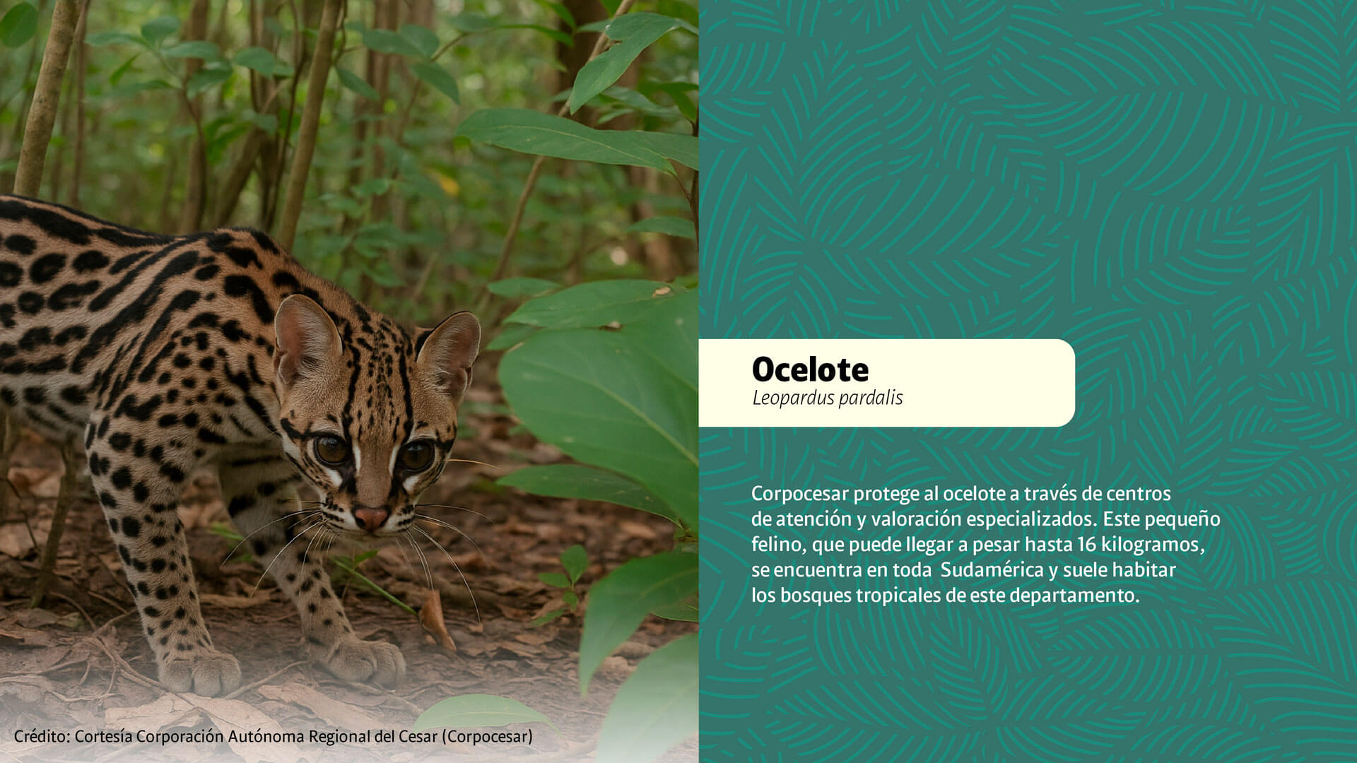 CAR: guardianes silenciosos de la biodiversidad - Especiales Semana