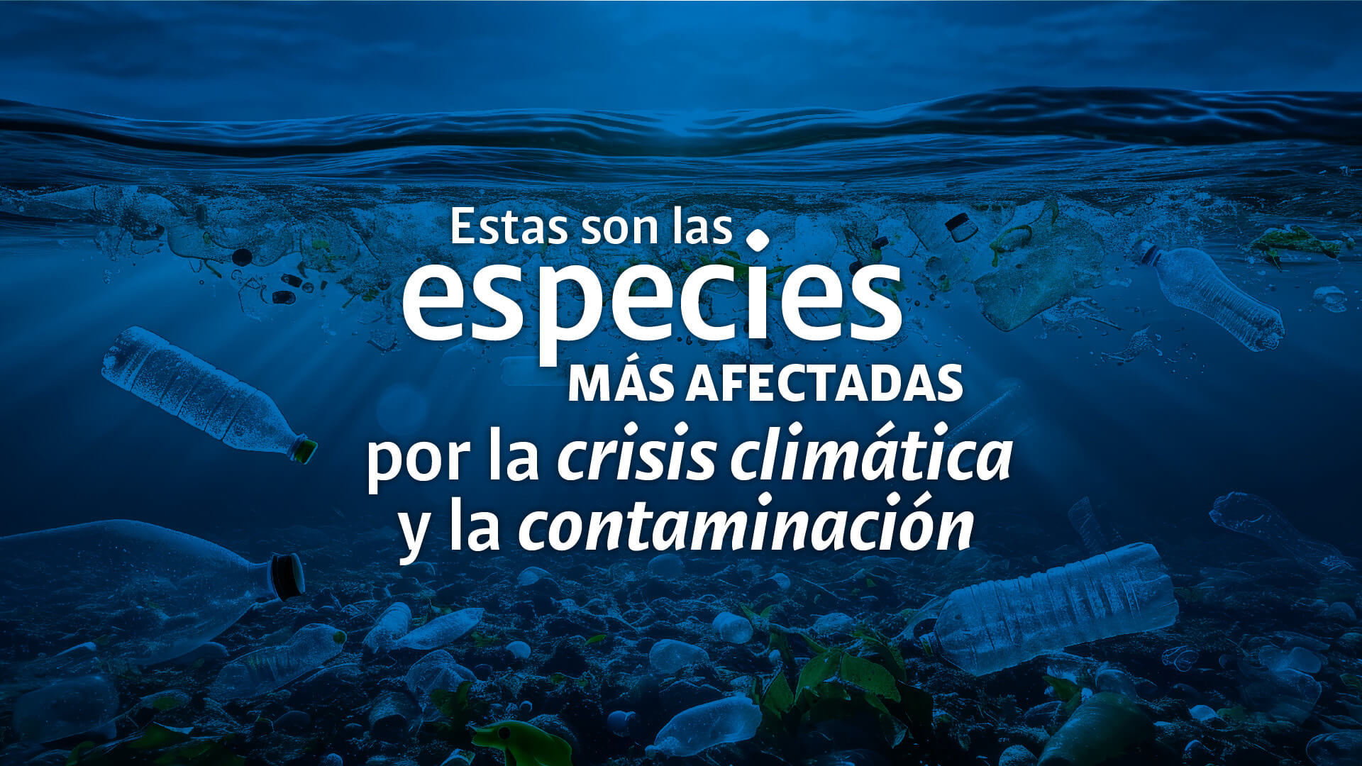 Día Mundial del Medio Ambiente: así está el planeta tras el año más caluroso jamás registrado